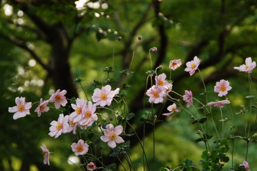 水元公園の秋明菊_a0169902_22283392.jpg