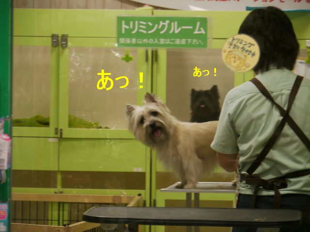 c0039114_21464536.jpg