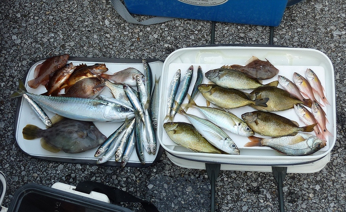 富浦 日の出ボートさん 長浦 こなや丸さんにての釣行 生き物と道具 ｂｙ 千葉の千太郎 千葉千