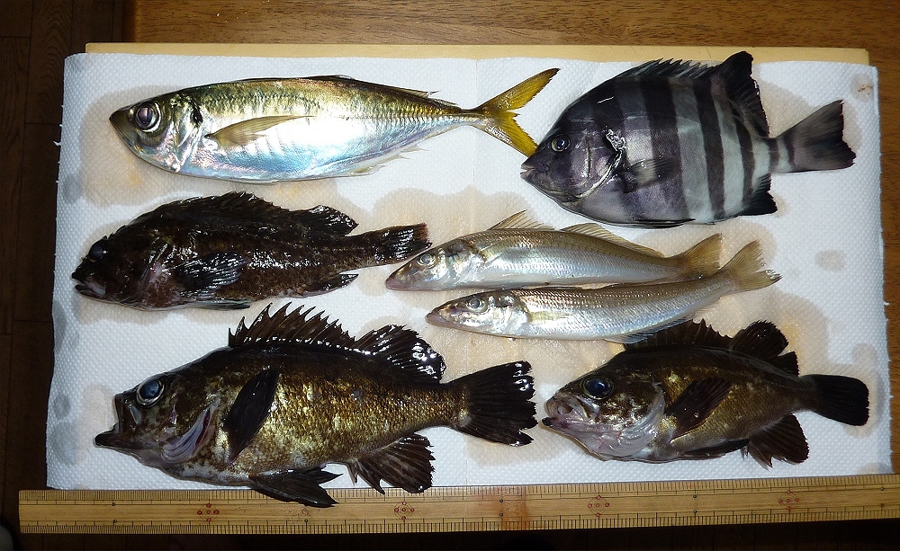 富浦 日の出ボートさん 長浦 こなや丸さんにての釣行 生き物と道具 by 千葉の千太郎 千葉千 富浦 日の出ボートさん 長浦 こなや丸さんにての釣行 生き物と道具 by 千葉の千太郎 千葉千
