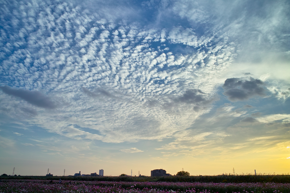 うろこ雲の秋～江戸川河川敷のコスモス～_c0223825_217289.jpg