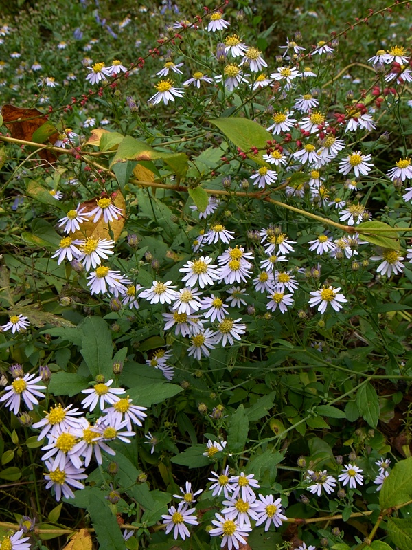 c0006928_1837616.jpg