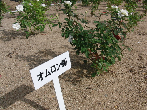 f0111128_037032.jpg