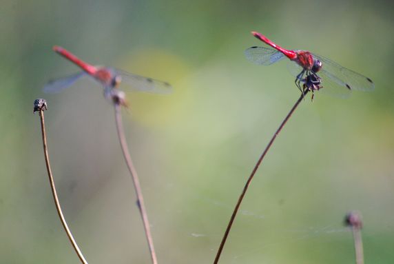 f0145933_925541.jpg