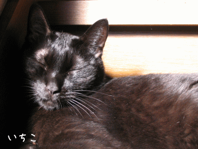 a0166338_12353616.gif