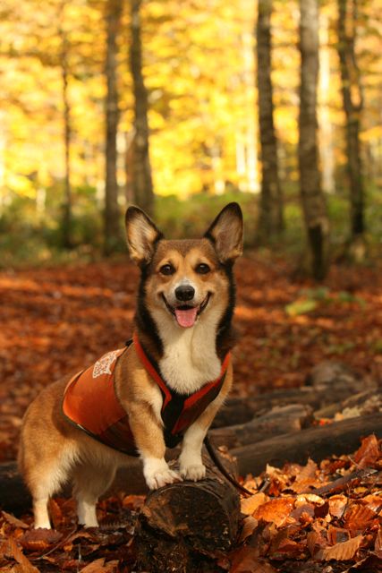 コーギーは確か牧羊犬のはず お転婆コーギー犬とeos Kiss Dでのお散歩フォト コーギーは確か牧羊犬のはず お転婆コーギー犬とeos Kiss Dでのお散歩フォト