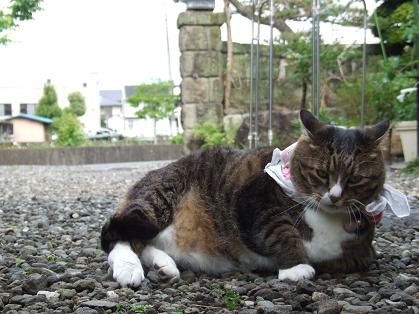 冬は早いほうがいいのか?_b0089338_23334135.jpg