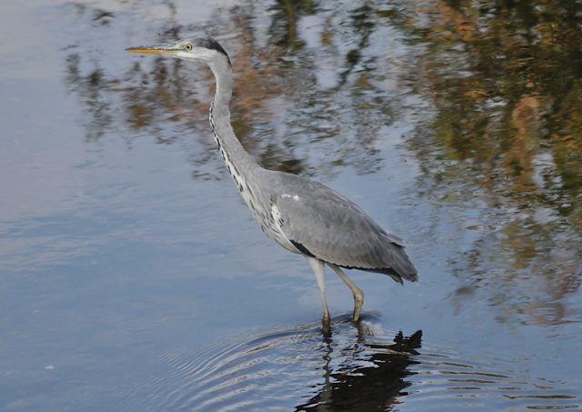 久し振りに鳥さん写真を中心に_c0165640_0301012.jpg