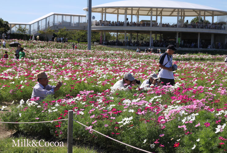 お花畑へ_f0153140_1412341.jpg