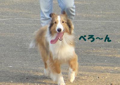 ドッグラン&泉区お散歩~♪_e0195743_23392247.jpg