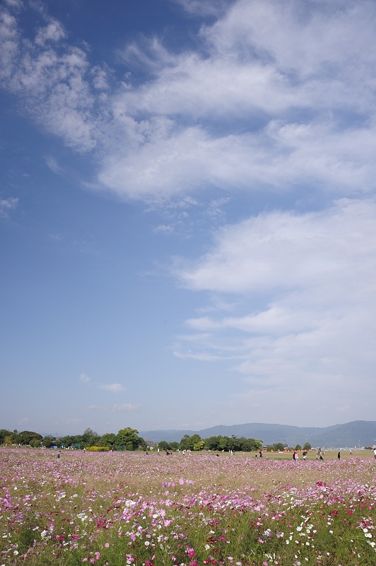 奈良県橿原市　藤原宮跡に咲くコスモス　（１）_f0067667_20361792.jpg