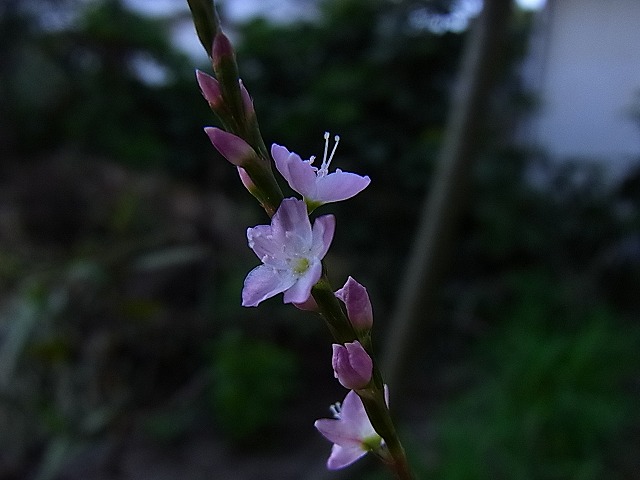 感動続く～桜蓼と竜胆_e0181373_19553193.jpg