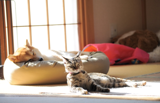 罪な2匹_a0126590_80225.jpg