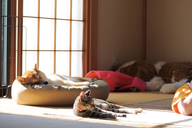 罪な2匹_a0126590_803463.jpg