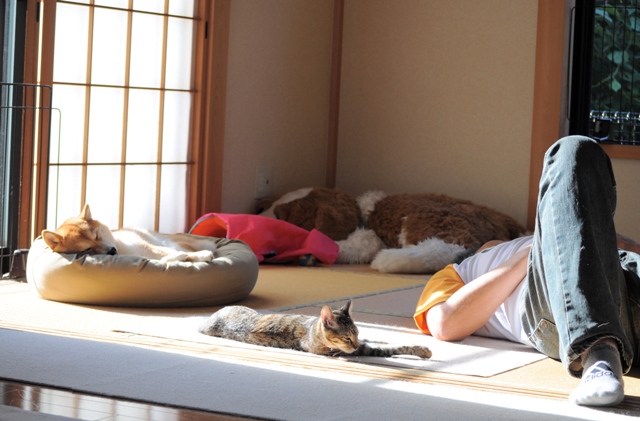 罪な2匹_a0126590_805314.jpg