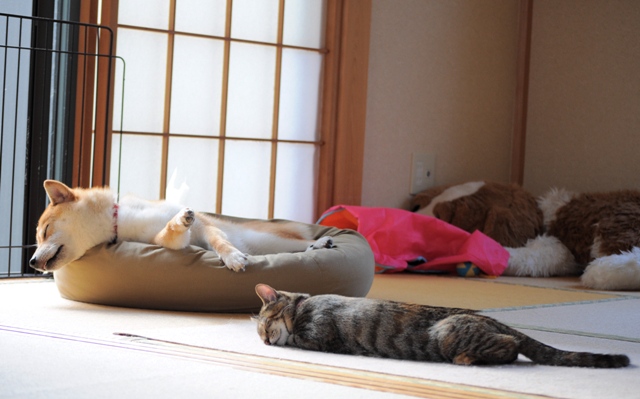 罪な2匹_a0126590_83427.jpg