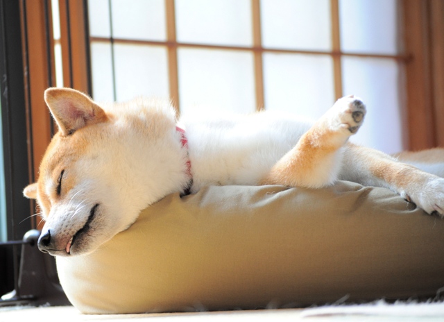 罪な2匹_a0126590_8545381.jpg
