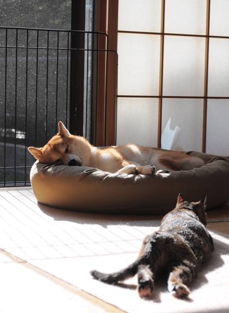 罪な2匹_a0126590_873016.jpg