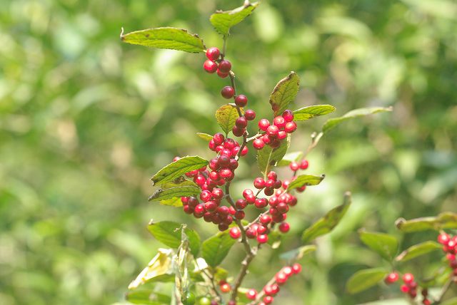 e0070891_2032420.jpg