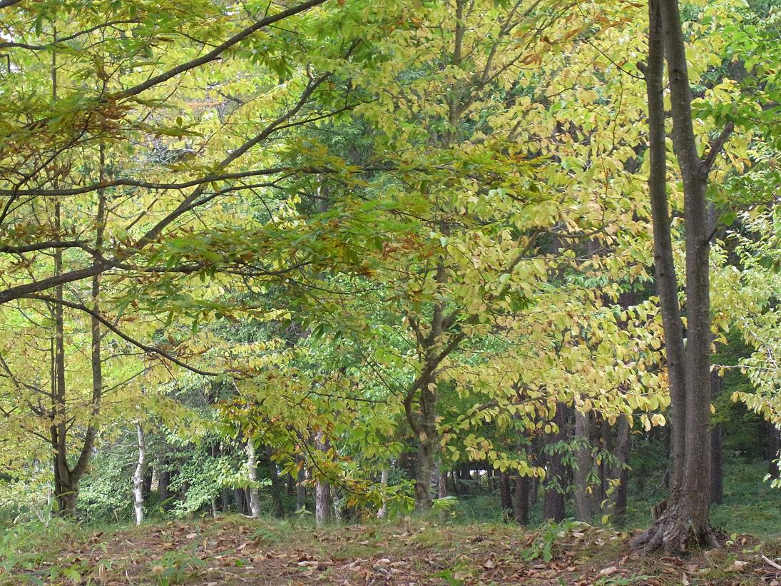 f0179209_1149186.jpg