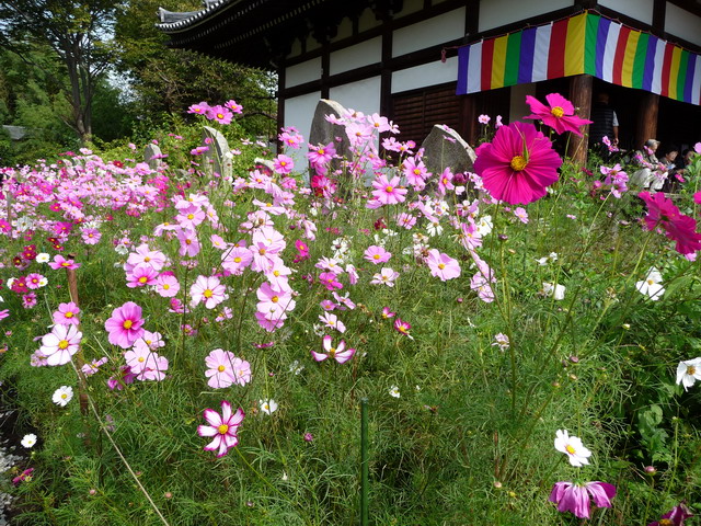 今日の　お散歩　（奈良／般若寺）_b0174217_22385178.jpg