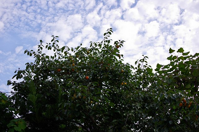 c0216518_21151263.jpg
