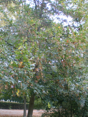 c0124619_2161083.jpg