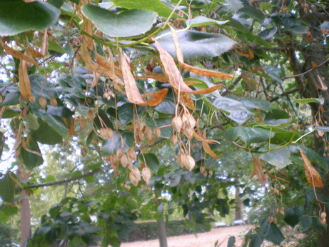 c0124619_2164196.jpg