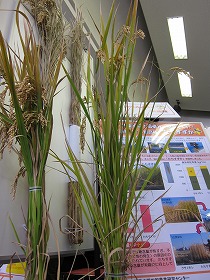 c0166720_17184787.jpg