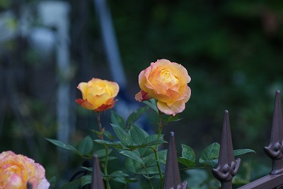 f0170524_128322.jpg