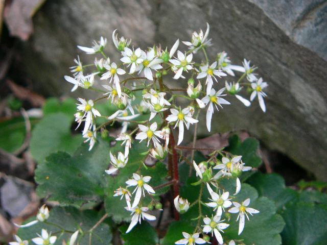 伊豆の島大文字草（イズノシマダイモンジソウ）_d0059226_4545497.jpg