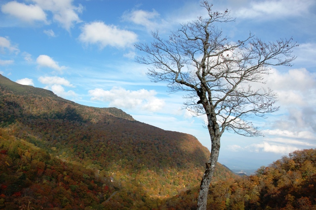 e0206031_78221.jpg