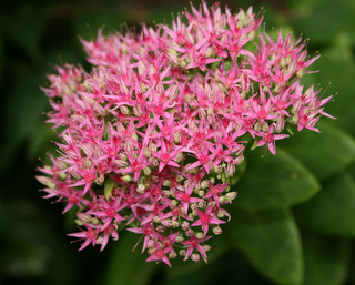 オオベンケイソウ のどかに