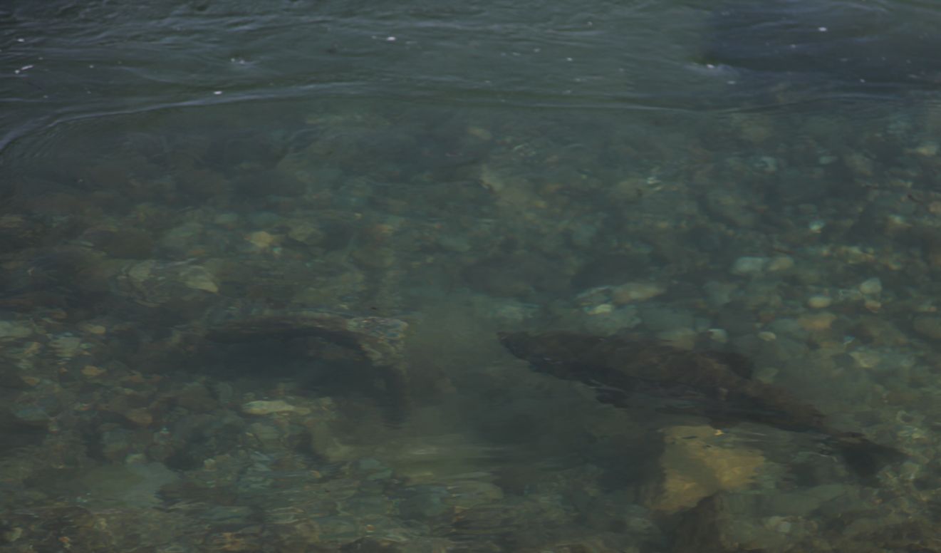 e0150433_1837596.jpg