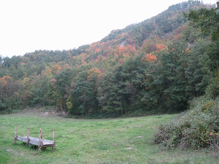白牛と紅葉_f0234936_23274223.jpg