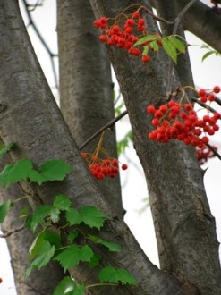 c0204740_22165756.jpg