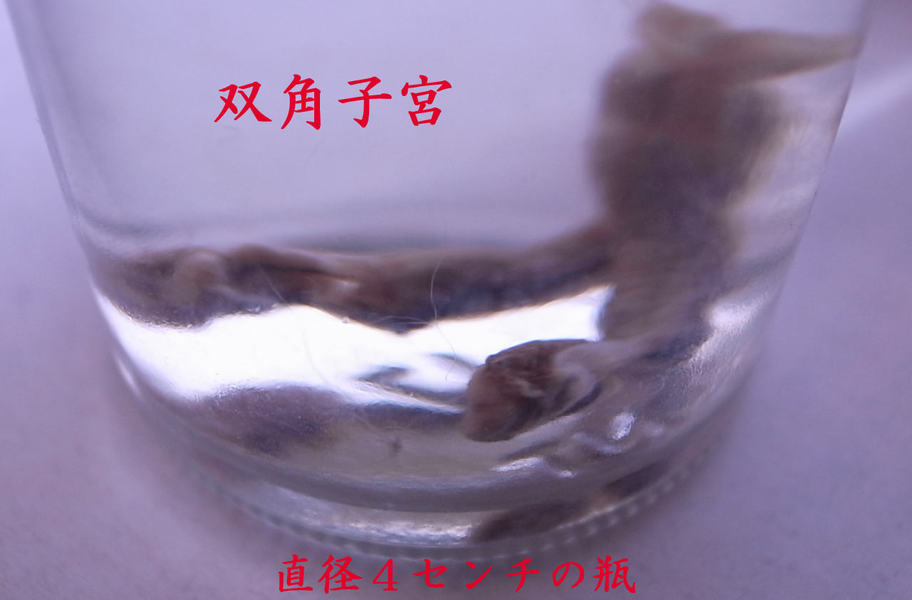 日本初?人類祖先の化石??_d0067943_11213894.jpg