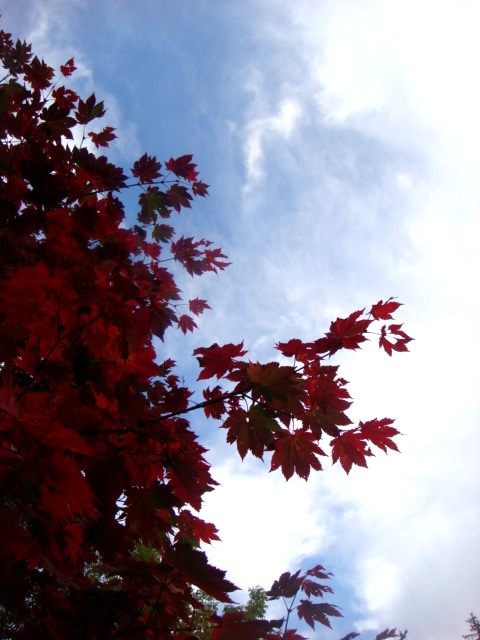 a0095746_0112993.jpg