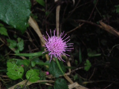 秋の鮮やかな花_e0094349_1857570.jpg