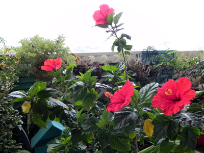 d0084750_0442947.jpg