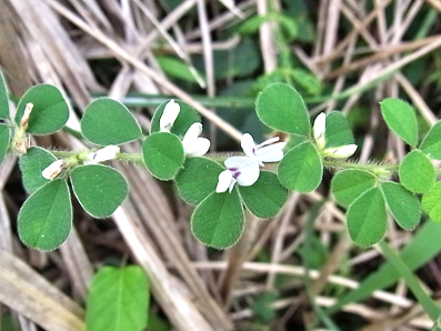 ワンツの吸蜜植物〈マメ科〉_f0161552_15484436.jpg