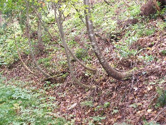 c0037553_66307.jpg