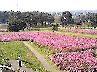 巨大古墳とコスモス畑（高崎市 はにわの里公園）_c0141253_22542426.jpg