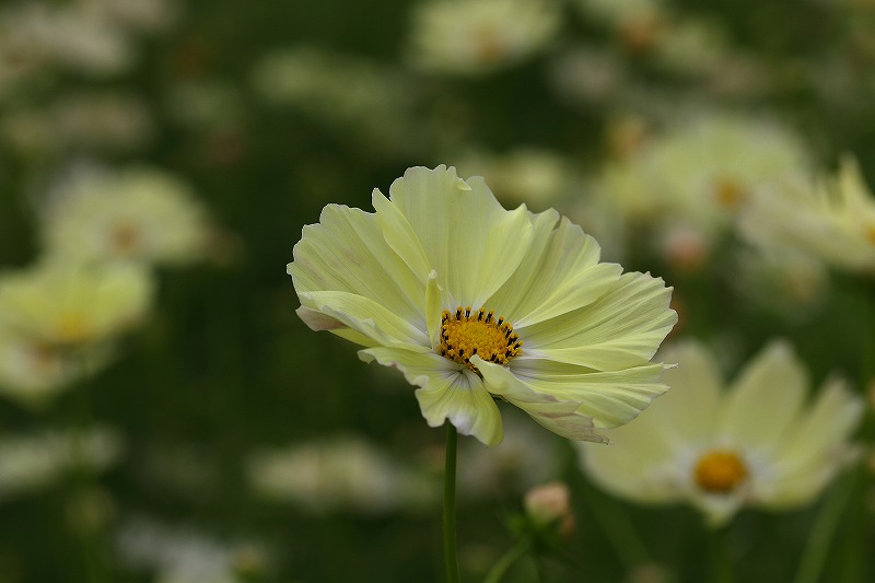 昭和記念公園のコスモスの丘_f0044056_455429.jpg