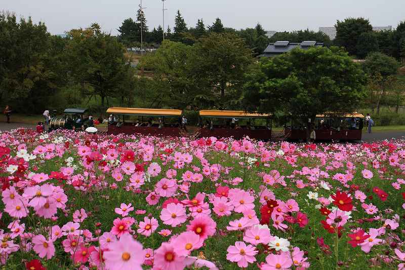 昭和記念公園のコスモスの丘_f0044056_4561293.jpg