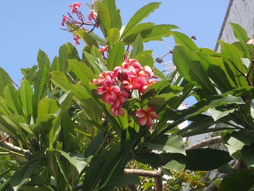 c0180460_1613569.jpg
