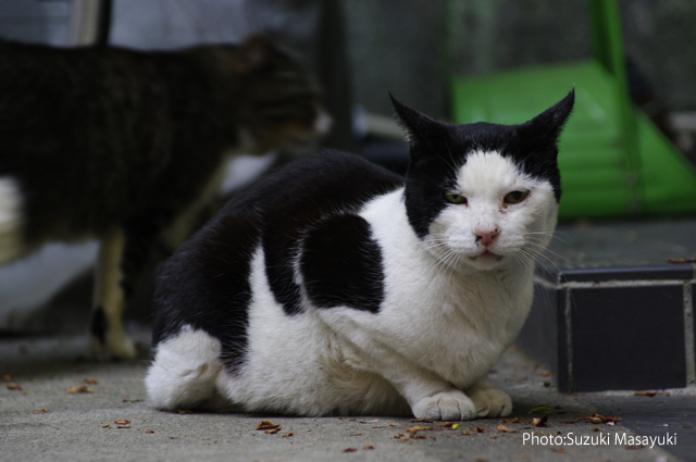 それは猫問題ではなく、人間社会の問題。。_b0174465_6402622.jpg