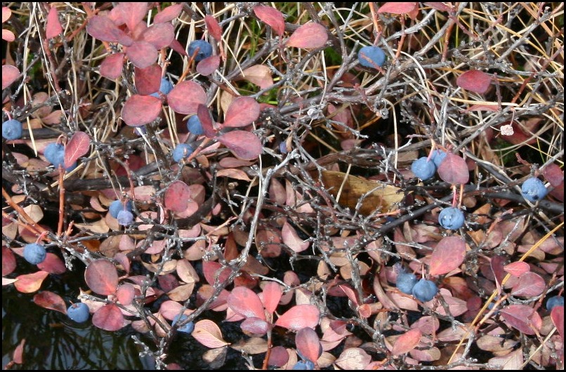  ☆　栂池自然園、八方尾根　☆_f0181173_15351520.jpg