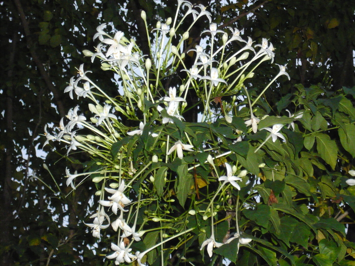 f0178278_1073229.jpg