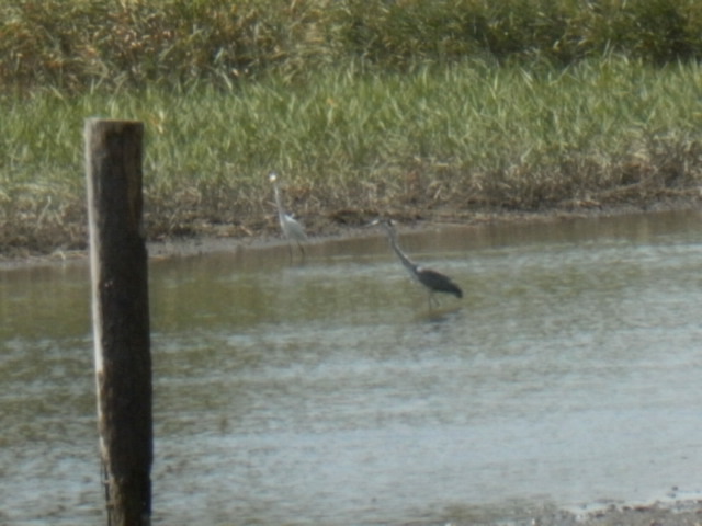 葛西臨海公園探鳥会_e0098079_22553632.jpg